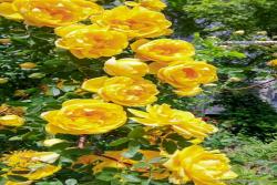 細說異味薔薇Rosa foetida對現(xiàn)代月季血緣的“污染”