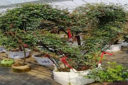 同樣的月季，不一樣的玩法，圖賞藤本月季造型系列