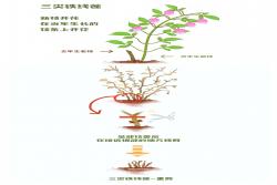 鐵線蓮一類二類三類品種有什么區(qū)別？