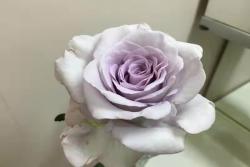 藍色月季花語象征與寓意