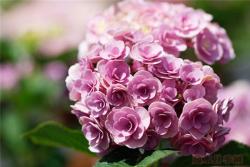 妖精之吻和太陽神殿繡球花的區(qū)別