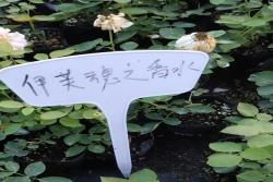 伊芙系列小苗開始出圃