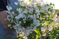 秋季播種春季開花的草花品種推薦