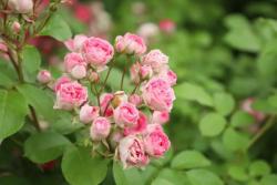 胭脂扣月季一年開(kāi)幾次花，值不值得入手？
