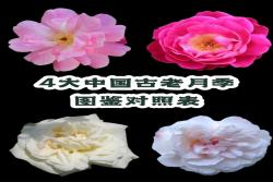 中國古老月季四大老種是哪四個？