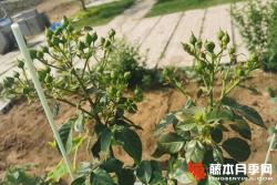 月季夢(mèng)幻褶邊和海葵哪個(gè)好