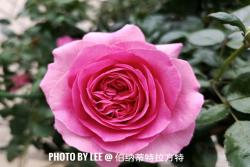 特拉方特月季是什么顏色