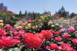 鄭州市月季公園：1200余種月季 爭芳斗艷盛開