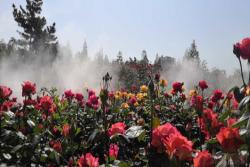 鄭州市月季公園：1200余種月季 爭芳斗艷盛開