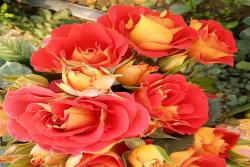 外紅內(nèi)黃的月季花叫什么名字？
