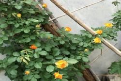 蜂蜜焦糖月季怎么養(yǎng)