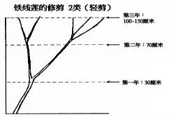 不同組類鐵線蓮的修剪方法