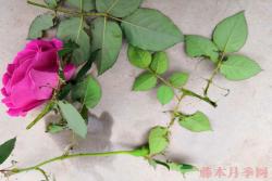 莖蜂、葉蜂高發(fā)期到了，大家要提高警惕！