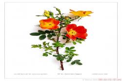 細說異味薔薇Rosa foetida對現(xiàn)代月季血緣的“污染”