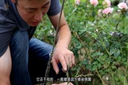 夏天來了，月季要注意預防枯枝病！