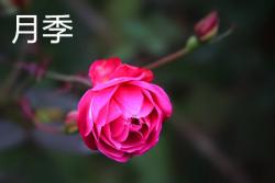 月季和玫瑰有什么區(qū)別？認(rèn)準(zhǔn)這二點準(zhǔn)沒錯！