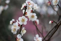 春天常見的觀花小喬木都有哪些（如何看花識(shí)品種）