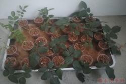 大神花友分享的月季扦插方法！