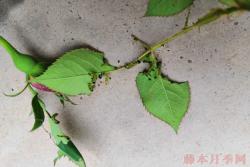 莖蜂、葉蜂高發(fā)期到了，大家要提高警惕！