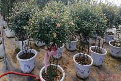 同樣的月季，不一樣的玩法，圖賞藤本月季造型系列
