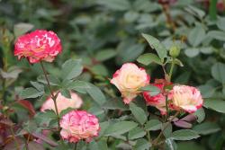 外紅內(nèi)黃的月季花叫什么名字？