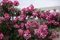 艾拉絨球和粉色達(dá)芬奇月季哪個好，有什么區(qū)別