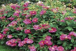 玫瑰、月季、薔薇的復(fù)花性有什么不同？