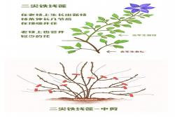 鐵線蓮一類二類三類品種有什么區(qū)別？