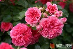 粉紅斯瓦尼/粉紅斯娃妮 PINK SWANY