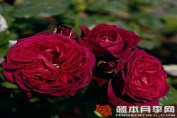 哈登伯格伯爵夫人Gr?fin von Hardenberg