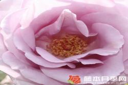 美因茨狂歡節(jié)Mainzer Fastnacht