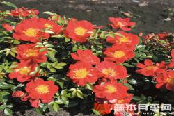 淺紅色蜜蜂樂園Bienenweide Hellrot