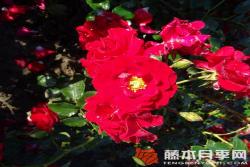 莎莎醬Salsa