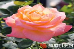 快樂Frohsinn