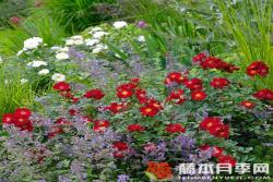 紅色蜜蜂樂園Bienenweide Rot