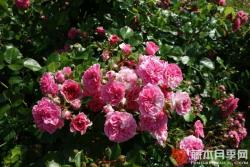 粉紅斯瓦尼/粉紅斯娃妮 PINK SWANY