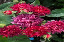 紅茶?？?> </a> </div></li>
    </ul>
    <div   id=
