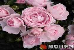 漢斯.戈納文Hans G?newein