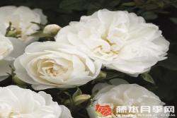白色櫻兒White Babyflor