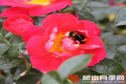 淺紅色蜜蜂樂園Bienenweide Hellrot