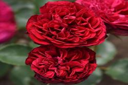 西哈諾Cyrano de Bergerac