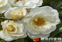 乳白色蜜蜂樂園Bienenweide? Ivory