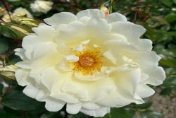 導師之花Mentor Rose