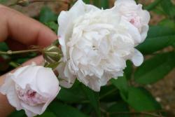 重瓣銀粉薔薇