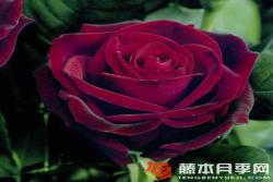 米德?tīng)査共誐ildred Scheel
