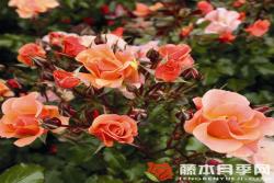 歡快爵士樂(lè)Freche Jazz
