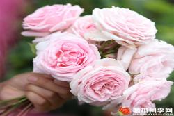 克里斯汀船長(zhǎng)