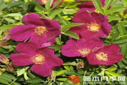蜜蜂之友斯特蘭德珀爾Bienenfreund Strandperle