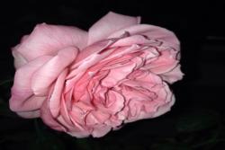 ?？ǖ戮S茨格曼Eckart Witzigmann