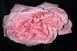 ?？ǖ戮S茨格曼Eckart Witzigmann